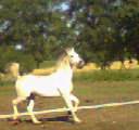 omar