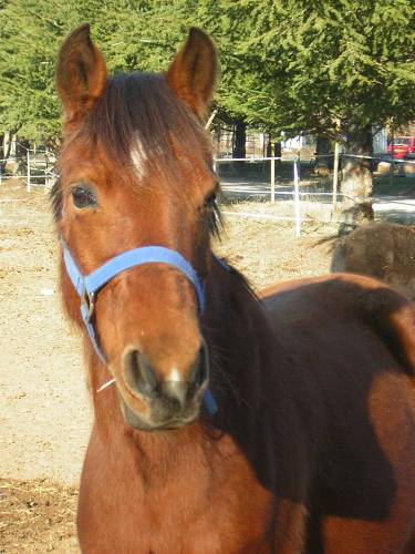 ma cherie
